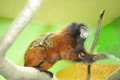 tamarin_sedlovy_tamarinsk13.jpg