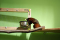 tamarin_sedlovy_tamarinsk14.jpg