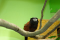 tamarin_sedlovy_tamarinsk15.jpg