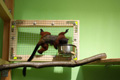 tamarin_sedlovy_tamarinsk16.jpg