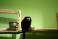 tamarin_sedlovy_tamarinsk18.jpg