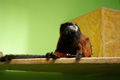 tamarin_sedlovy_tamarinsk19.jpg