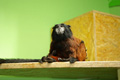 tamarin_sedlovy_tamarinsk20.jpg