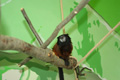 tamarin_sedlovy_tamarinsk21.jpg