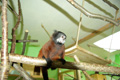 tamarin_sedlovy_tamarinsk22.jpg