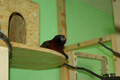 tamarin_sedlovy_tamarinsk23.jpg