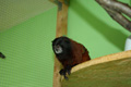 tamarin_sedlovy_tamarinsk25.jpg
