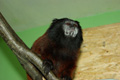 tamarin_sedlovy_tamarinsk26.jpg