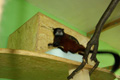 tamarin_sedlovy_tamarinsk27.jpg
