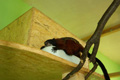 tamarin_sedlovy_tamarinsk28.jpg