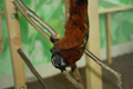 tamarin_sedlovy_tamarinsk29.jpg