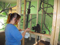 tamarin_sedlovy_tamarinsk3.jpg