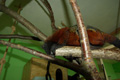 tamarin_sedlovy_tamarinsk30.jpg