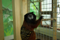 tamarin_sedlovy_tamarinsk33.jpg