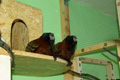 tamarin_sedlovy_tamarinsk34.jpg