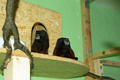 tamarin_sedlovy_tamarinsk36.jpg