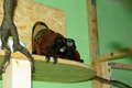 tamarin_sedlovy_tamarinsk37.jpg