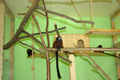 tamarin_sedlovy_tamarinsk38.jpg