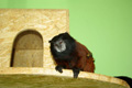 tamarin_sedlovy_tamarinsk39.jpg