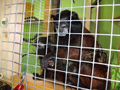 tamarin_sedlovy_tamarinsk4.jpg