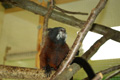 tamarin_sedlovy_tamarinsk40.jpg