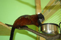 tamarin_sedlovy_tamarinsk41.jpg