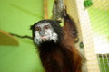 tamarin_sedlovy_tamarinsk42.jpg