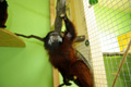 tamarin_sedlovy_tamarinsk43.jpg