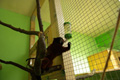 tamarin_sedlovy_tamarinsk44.jpg