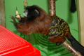 tamarin_sedlovy_tamarinsk48.jpg