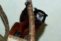 tamarin_sedlovy_tamarinsk49.jpg