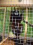 tamarin_sedlovy_tamarinsk5.jpg
