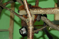 tamarin_sedlovy_tamarinsk50.jpg