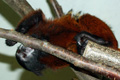 tamarin_sedlovy_tamarinsk51.jpg