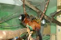 tamarin_sedlovy_tamarinsk55.jpg