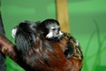 tamarin_sedlovy_tamarinsk57.jpg