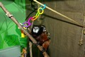 tamarin_sedlovy_tamarinsk58.jpg