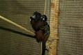 tamarin_sedlovy_tamarinsk59.jpg