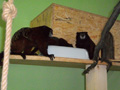 tamarin_sedlovy_tamarinsk6.jpg