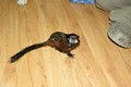 tamarin_sedlovy_tamarinsk60.jpg