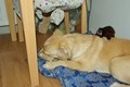 tamarin_sedlovy_tamarinsk61.jpg
