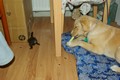 tamarin_sedlovy_tamarinsk62.jpg