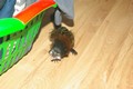 tamarin_sedlovy_tamarinsk63.jpg