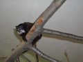 tamarin_sedlovy_tamarinsk7.jpg