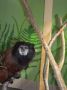 tamarin_sedlovy_tamarinsk9.jpg